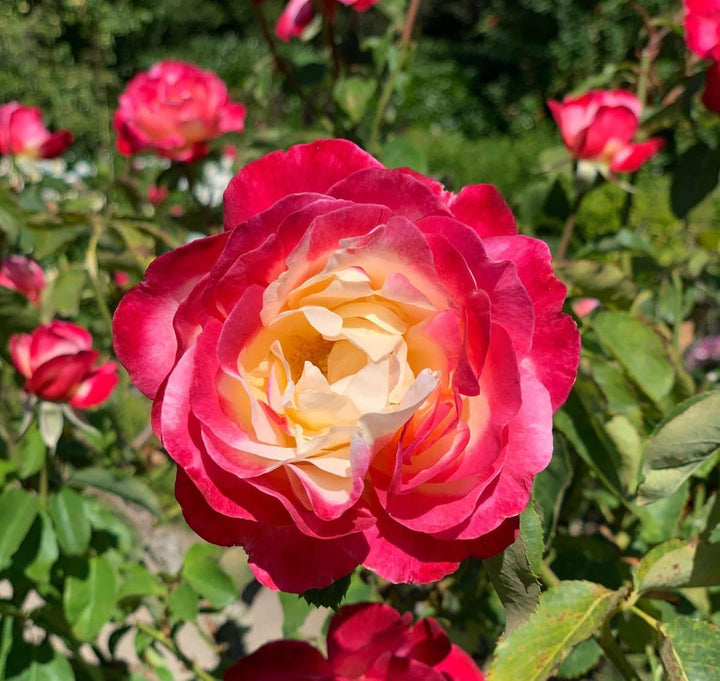 Pink Yellow flower seeds