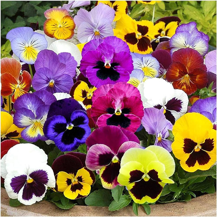 Pansy flower seeds