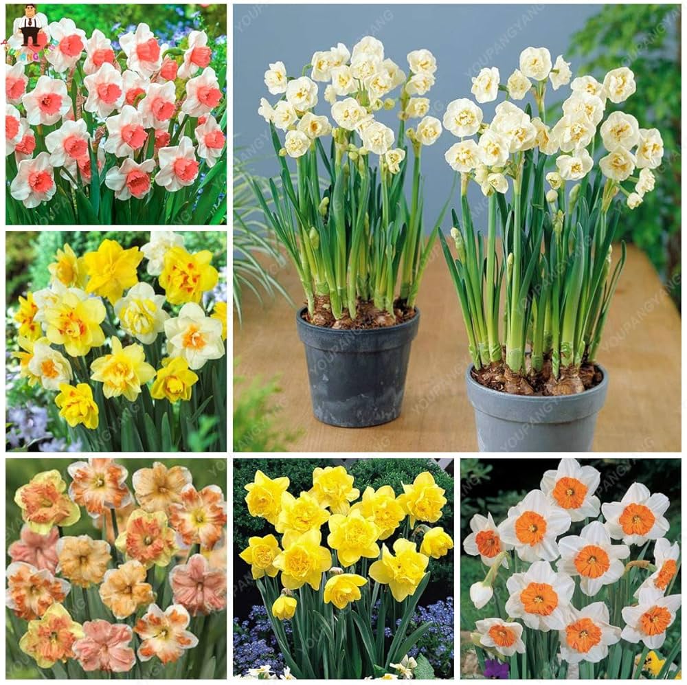 Color Double flower seeds