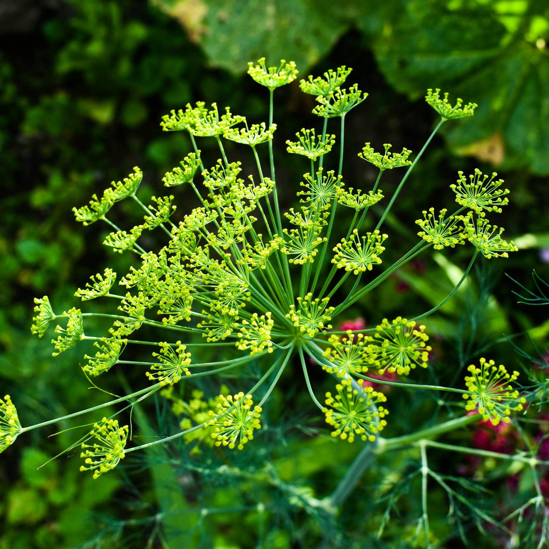 Anethum Graveolens flower seeds