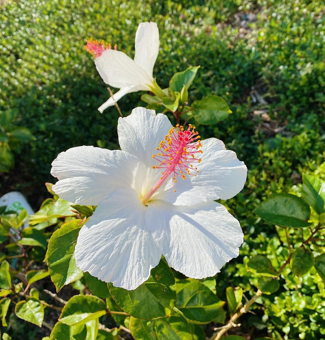 White Hibiscus flower seeds