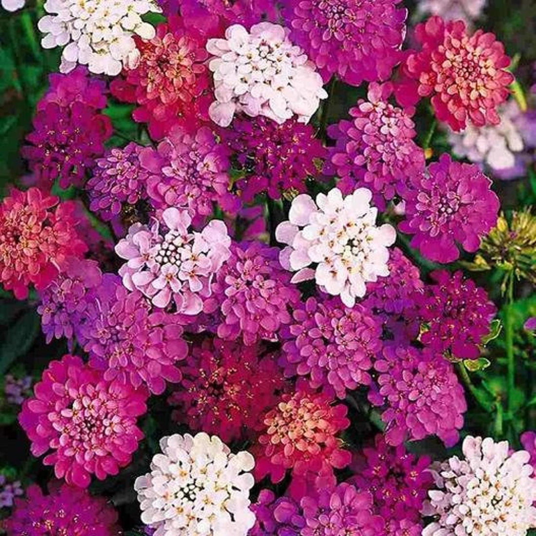 Fairyland Candytuft flower seeds