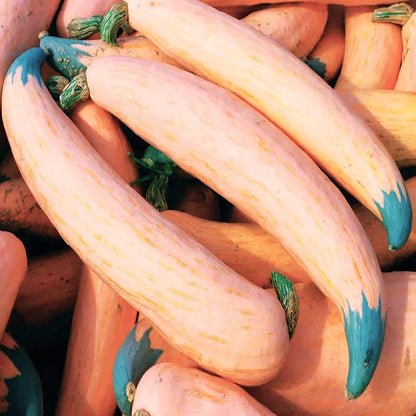 Georgia Candy Roaster Squash Seeds for Planting – Heirloom Winter Squash Seeds