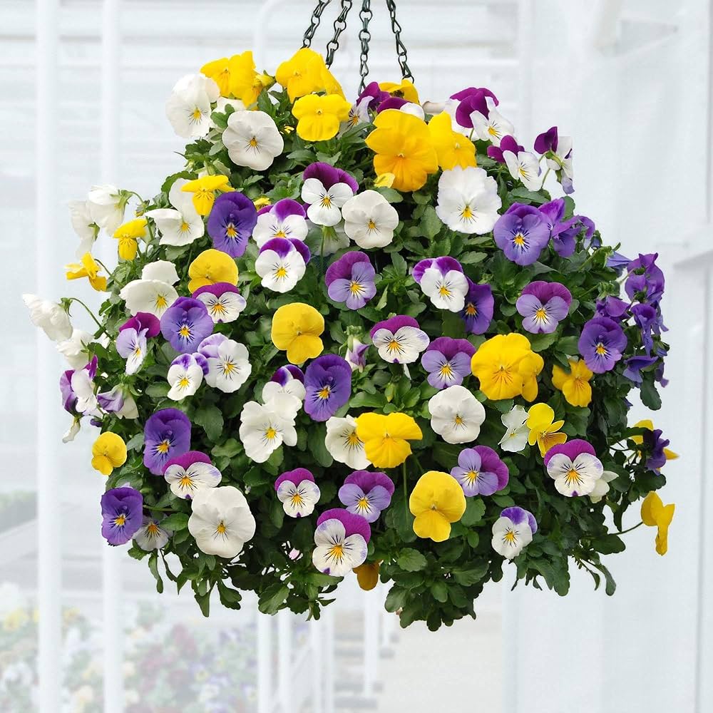 Tricolor Petunia flower seeds