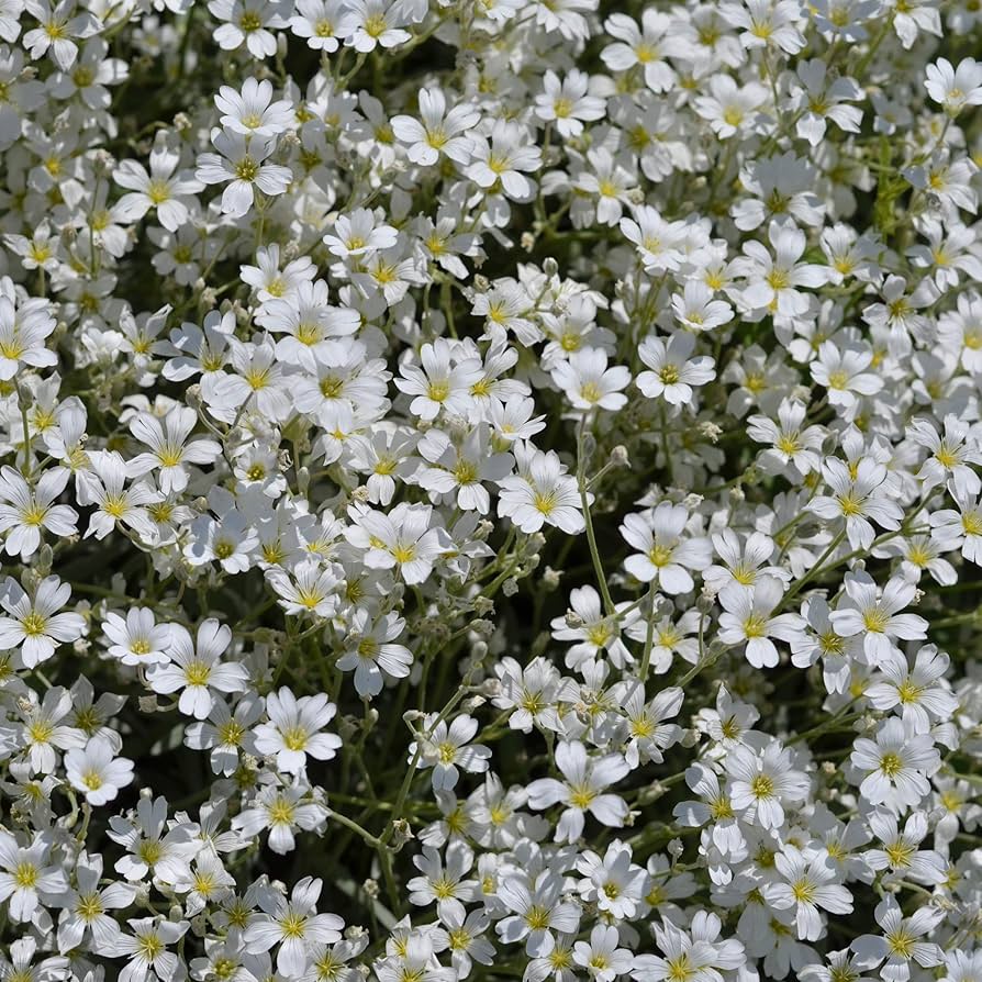 Gypsophila Baby flower seeds