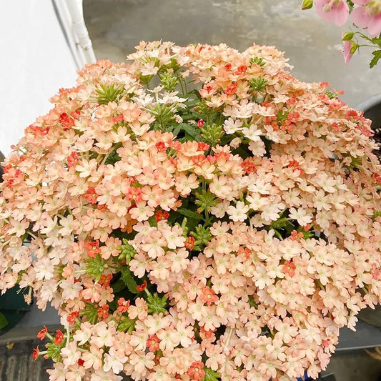 Verbena Peaches flower seeds