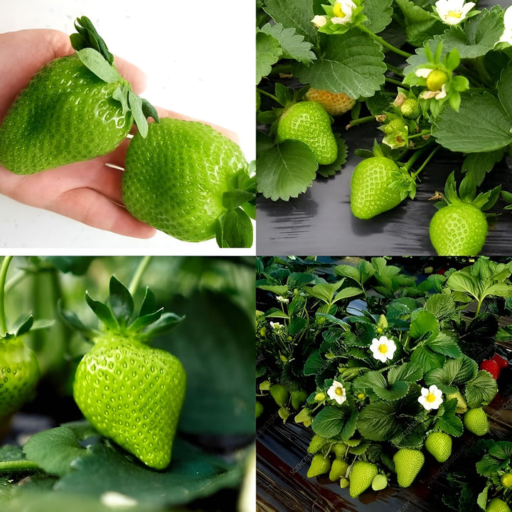 Green Strawberry Fruit Seeds – Heirloom Non-GMO Garden Seeds