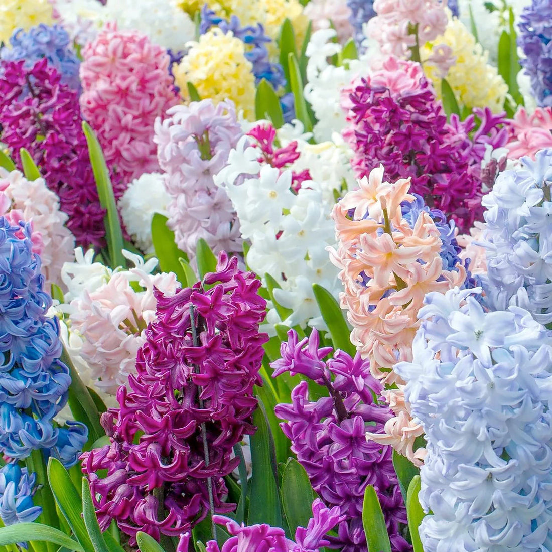 Multi-Color Hyacinthus flower seeds