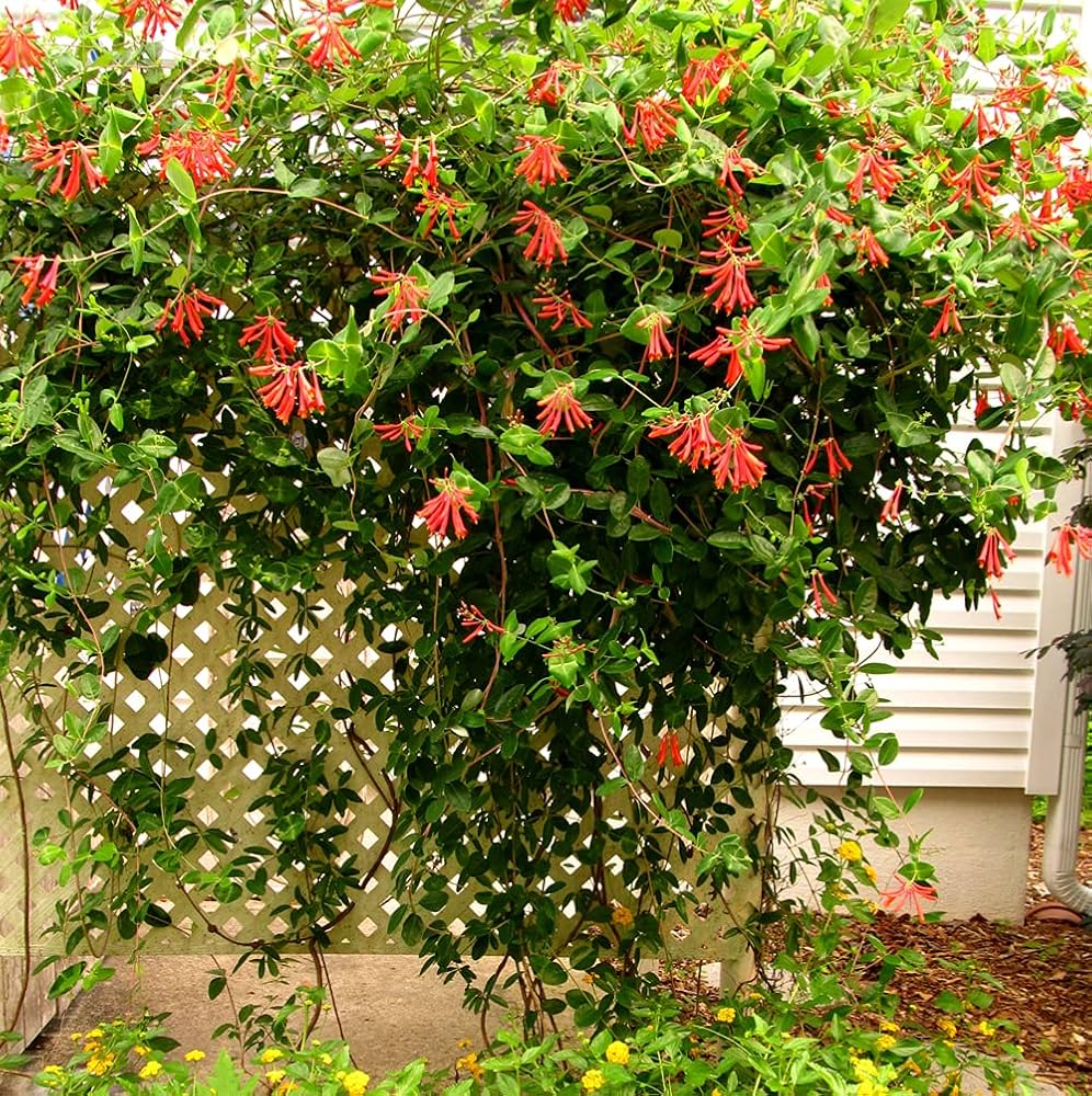 Honeysuckle Lonicera flower seeds