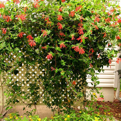 Honeysuckle Lonicera flower seeds