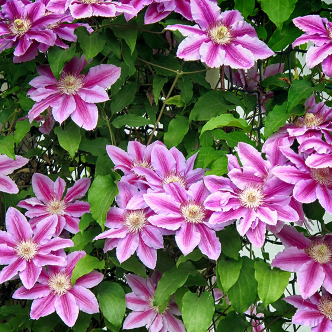 Pink Clematis flower seeds