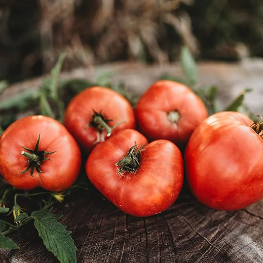 Tomato Seeds