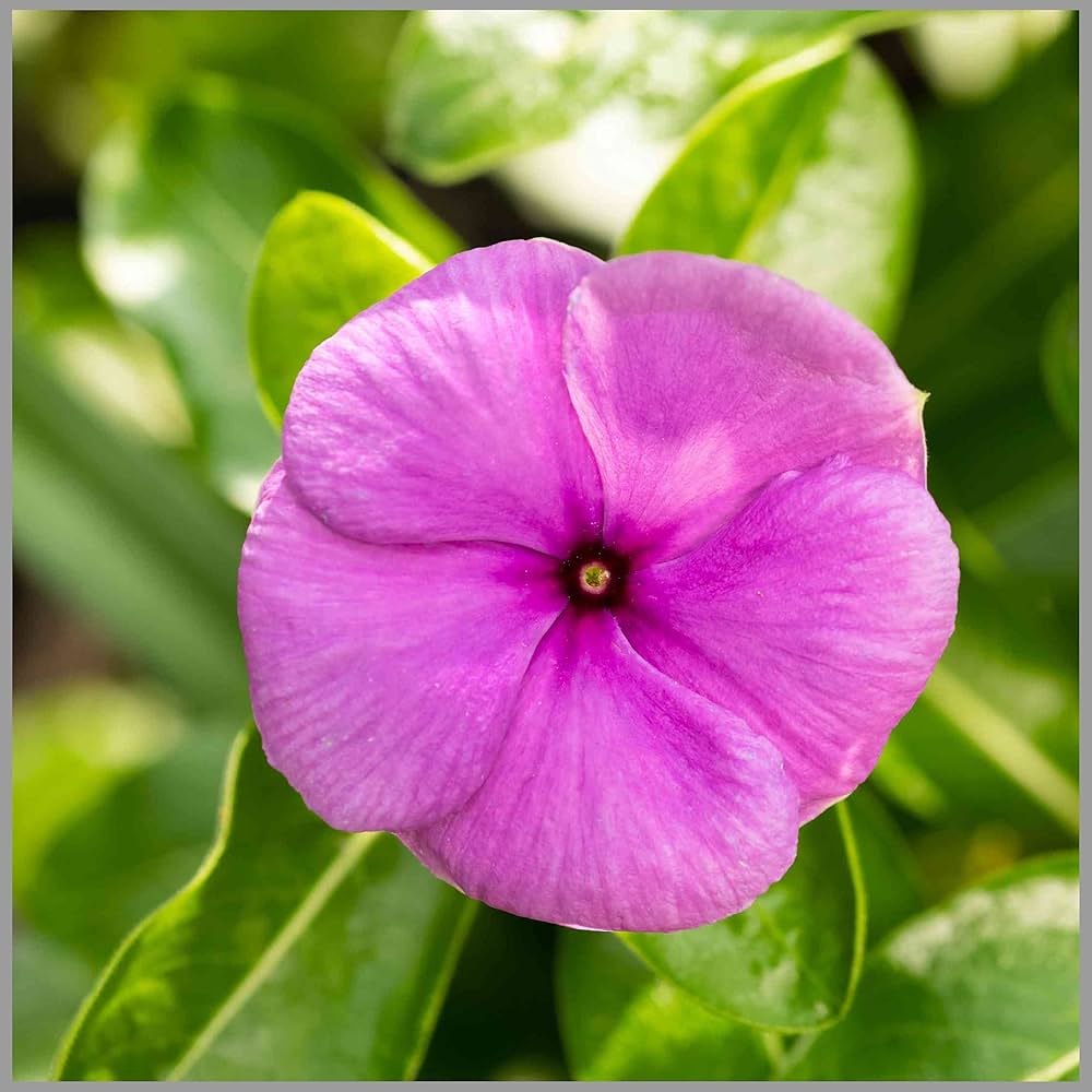 Pink Catharanthus flower seeds