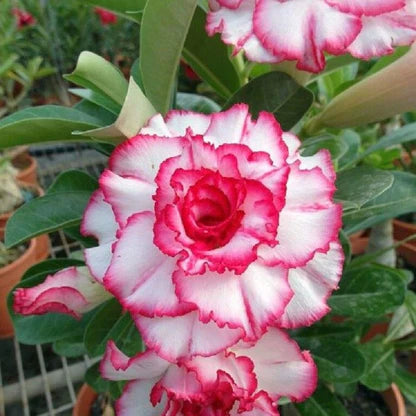 Pink Obesum flower seeds