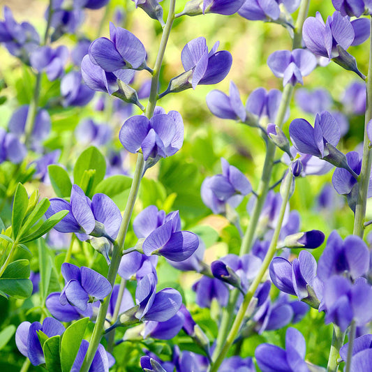 Blue Wild flower seeds