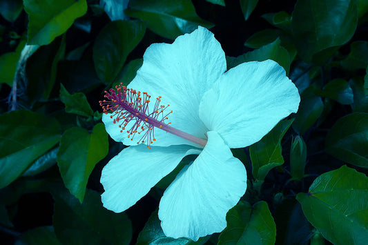 Sea Blue flower seeds