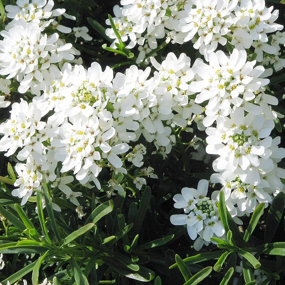 White Candytuft flower seeds