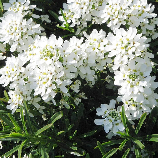 White Candytuft flower seeds