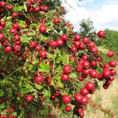 english hawthorn seeds