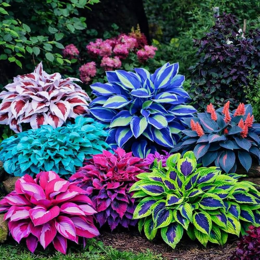 Hosta flower seeds