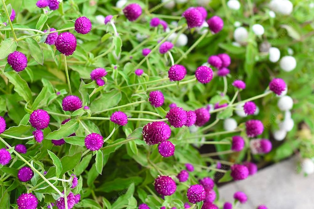 Gomphrena Higro flower seeds