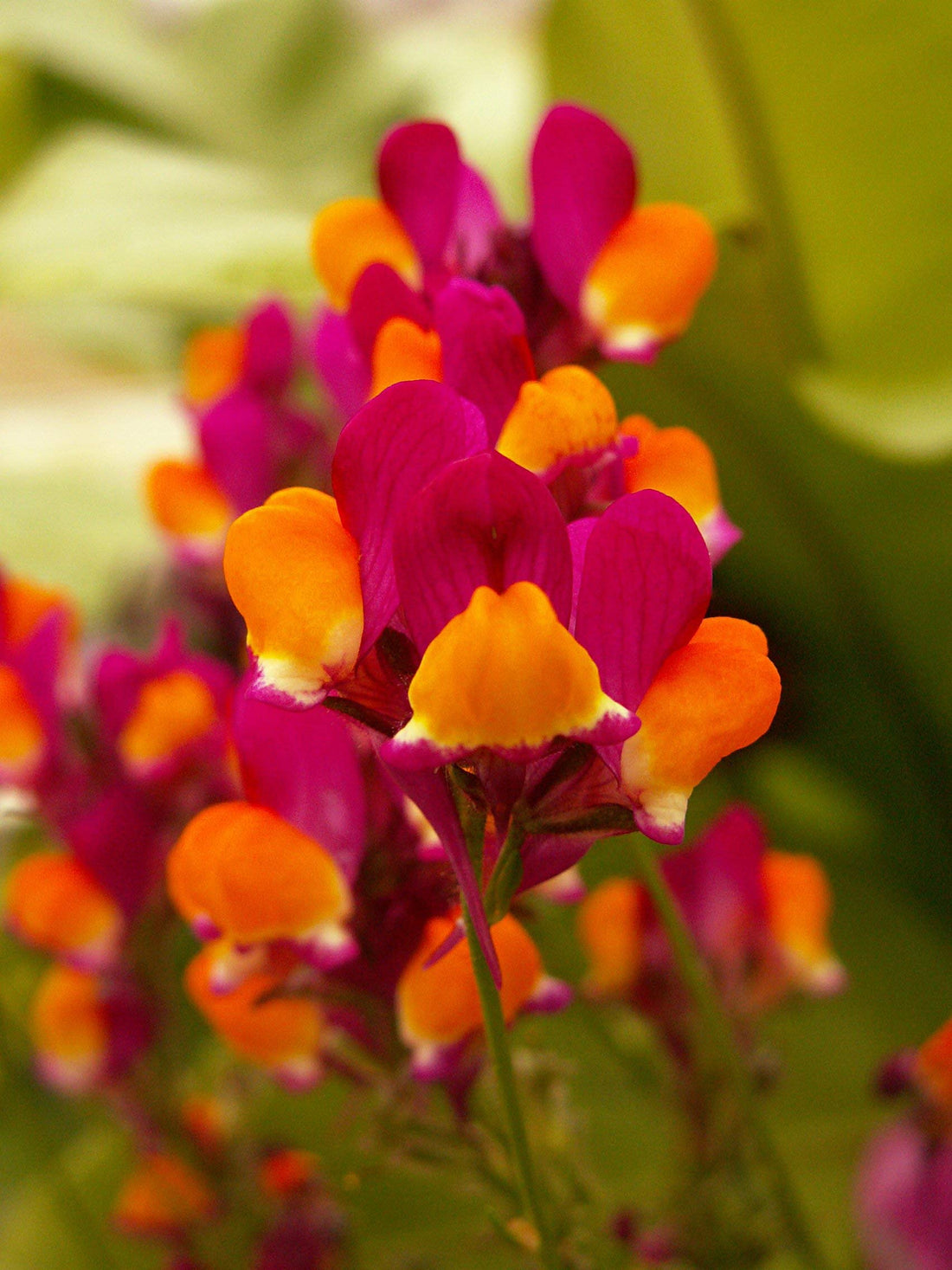 Linaria Flamenco flower seeds