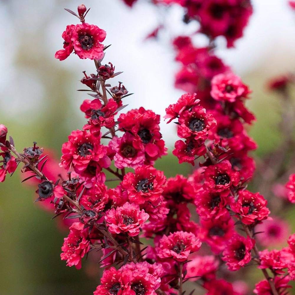 Pink Manuka flower seeds