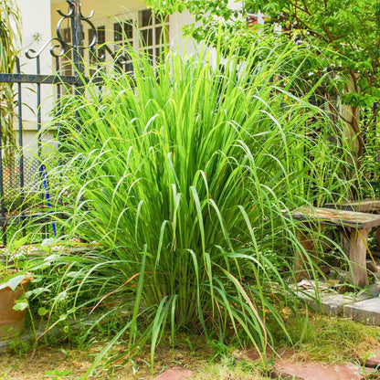 Heirloom Lemongrass plant