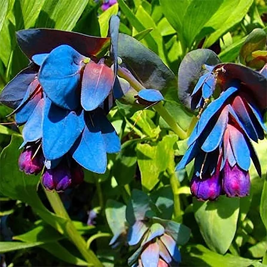 Blue Honeywort flower seeds