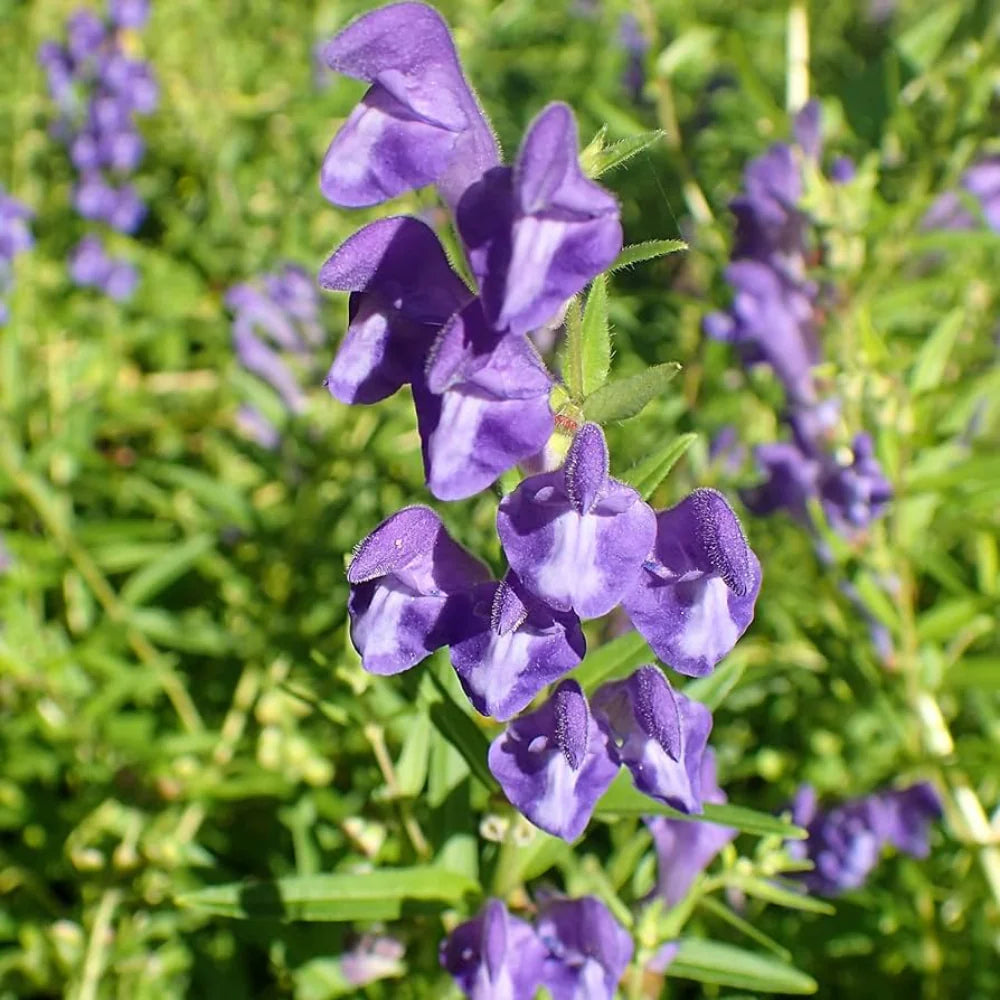 Scutellaria flower seeds