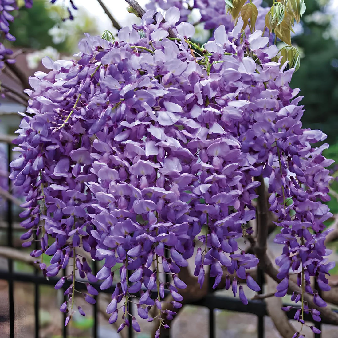 Wisteria Sinensis flower seeds