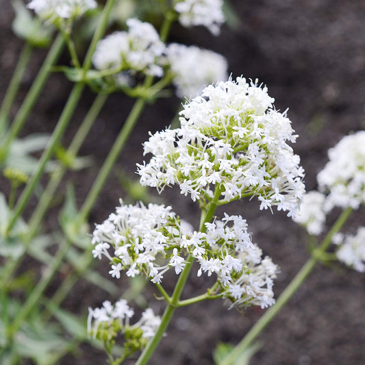 White Jupiter flower seeds