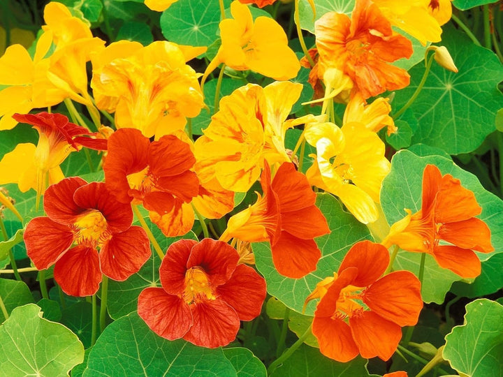 Nasturtium flower seeds