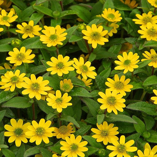 Yellow Creeping flower seeds