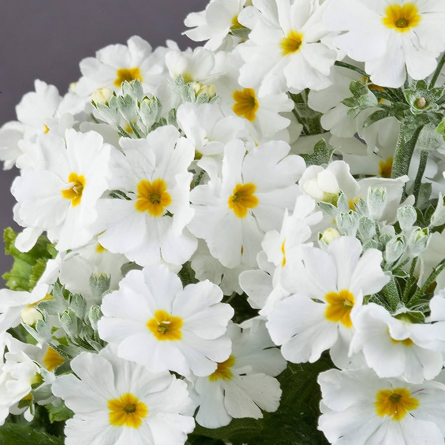 White Yellow flower seeds