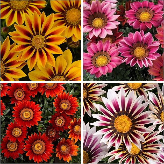 Gazania flower seeds