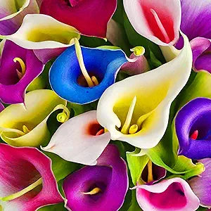 Lily Lilium flower seeds