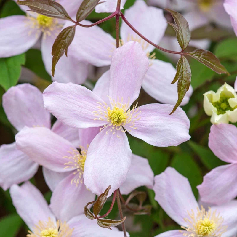 Clematis Montana flower seeds