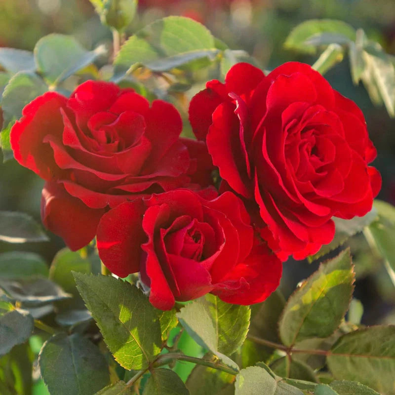 Rose flower seeds