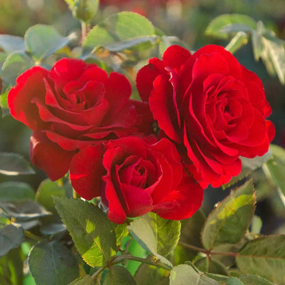 Rose flower seeds