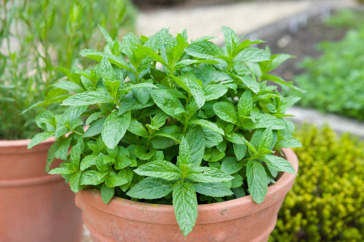 Mint flower seeds