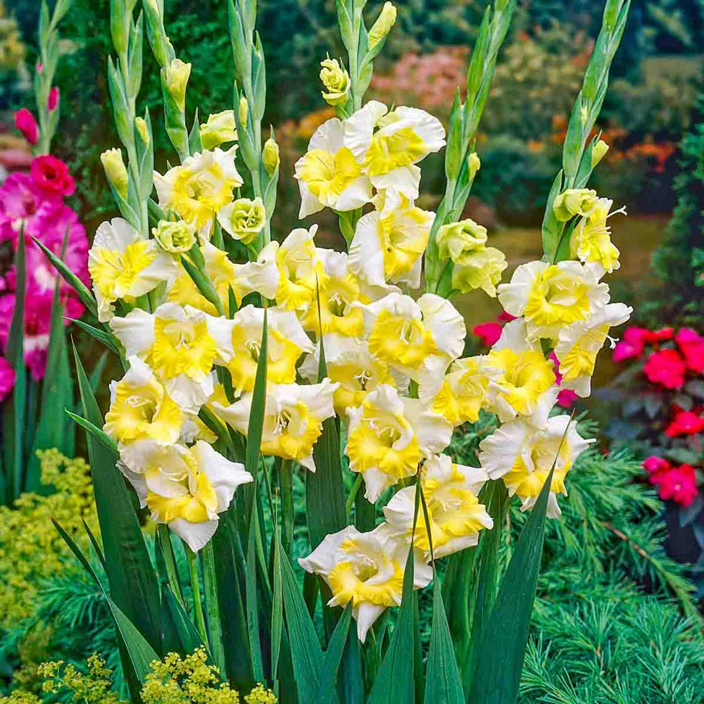 Yellow White flower seeds