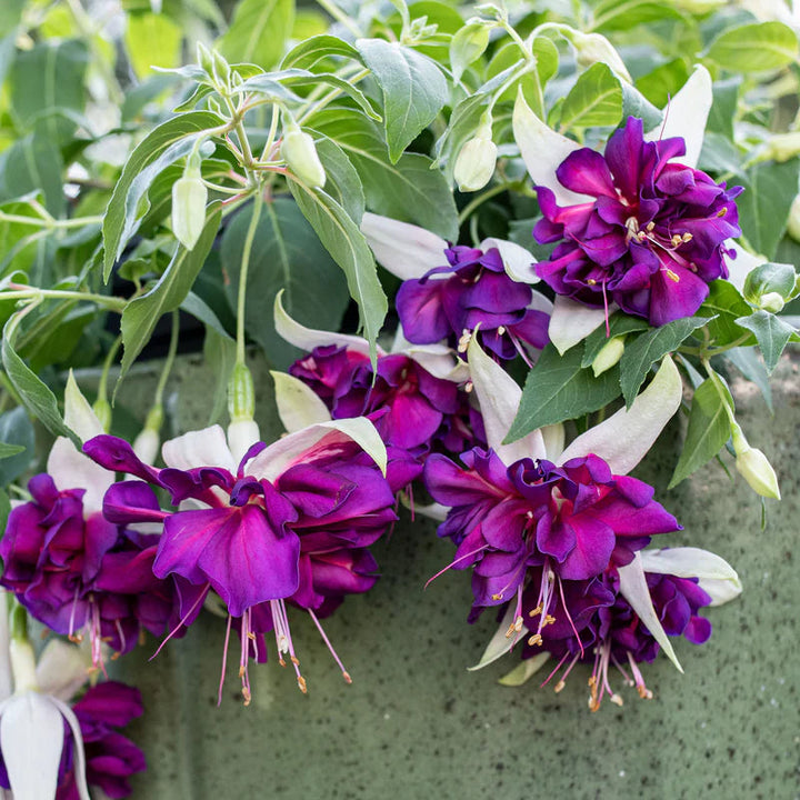 Lavender Fuchsia flower seeds