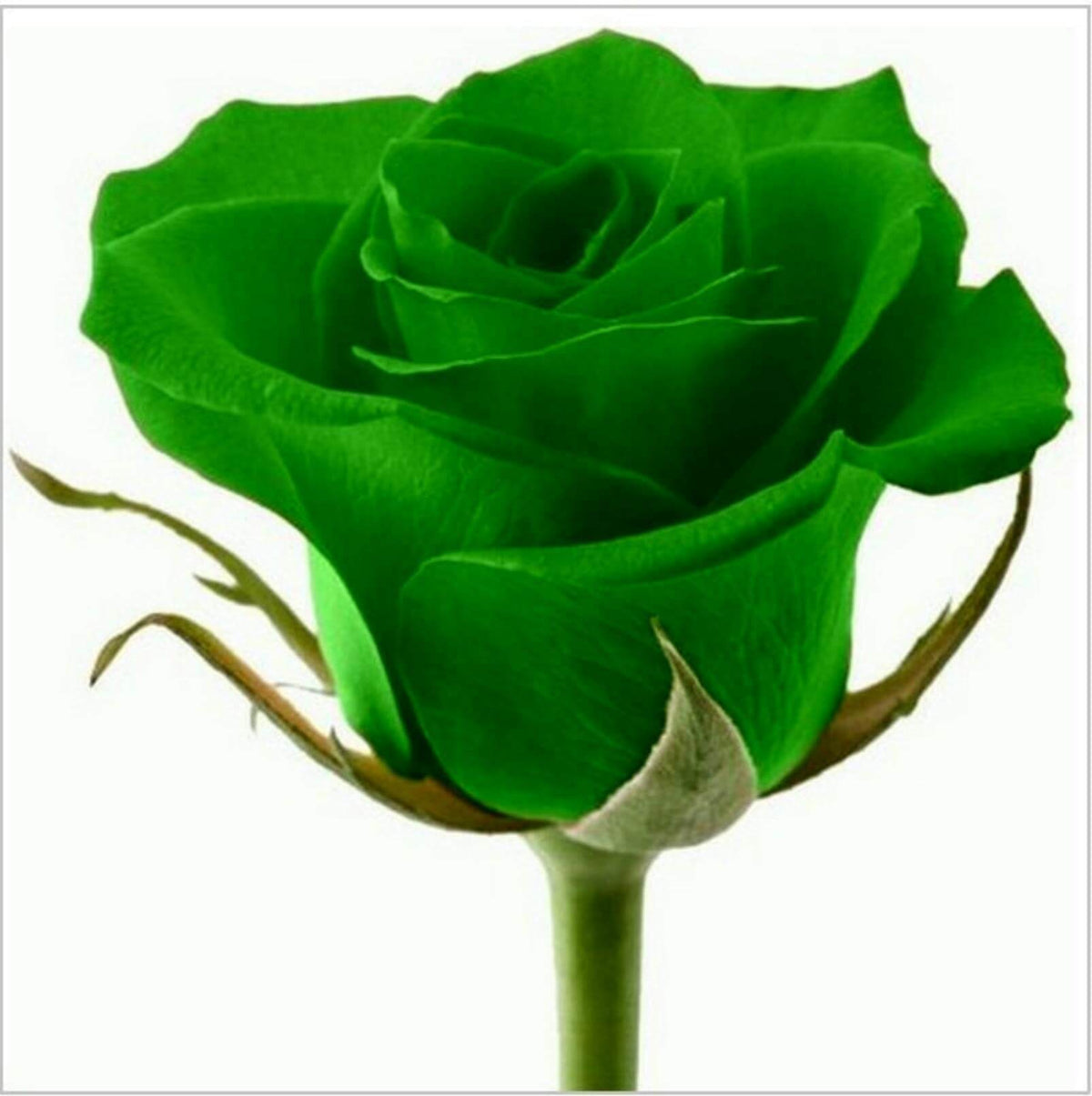 Green Rosa plant