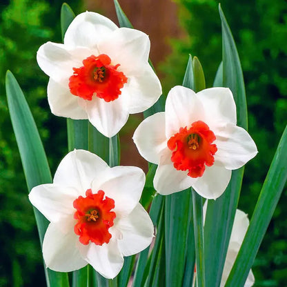 Red Daffodil flower seeds