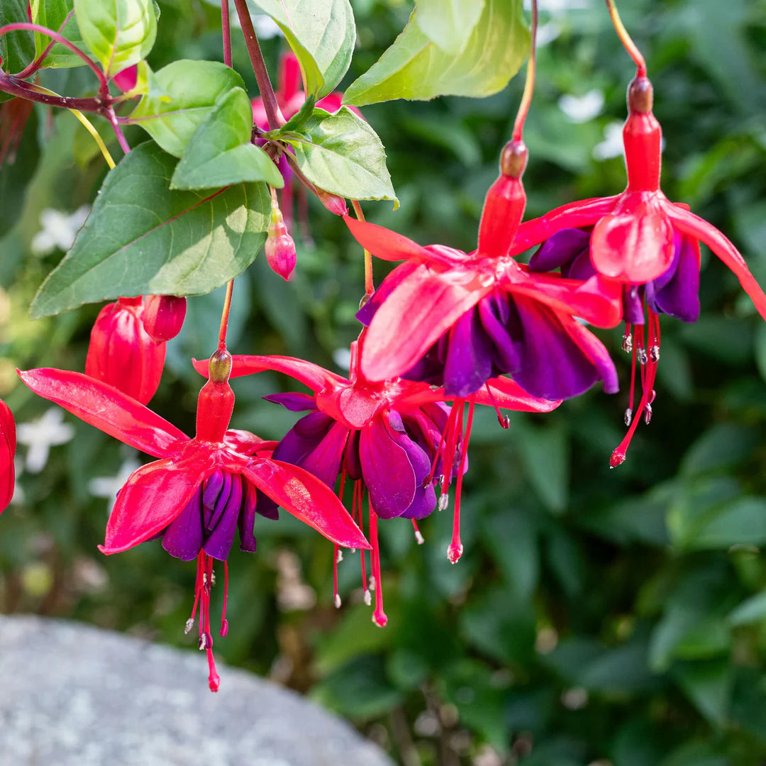 Cream Red flower seeds