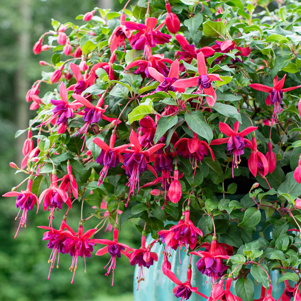 Pink Fuchsia flower seeds