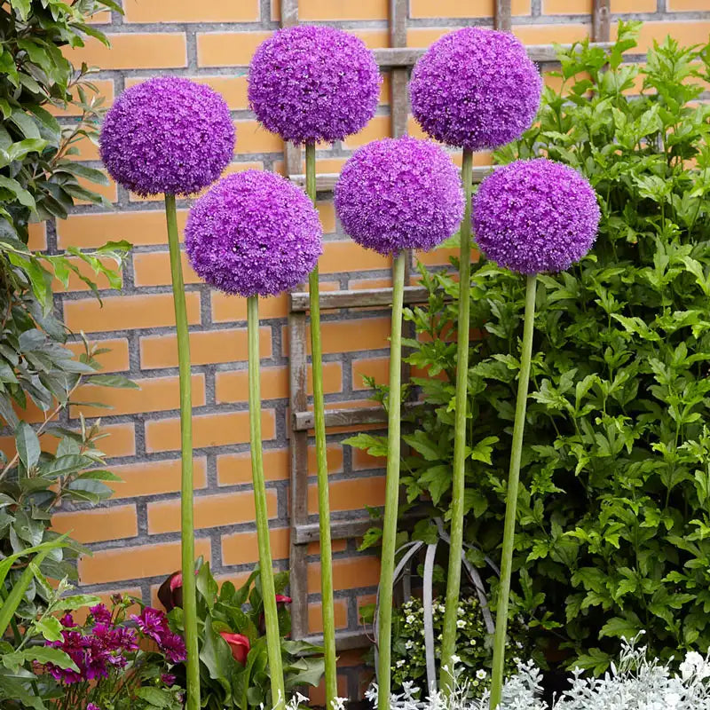 Giant Allium flower seeds