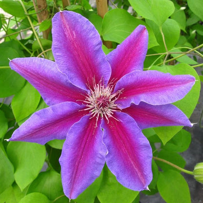 Pink and Violet Clematis Flower Seeds for Planting – Heirloom Non-GMO Garden Seeds