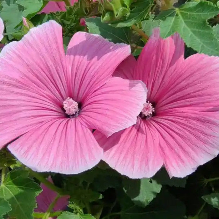 White Pink flower seeds